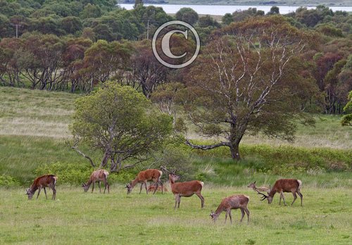 Group of Red Stags in Velvet DM0110
